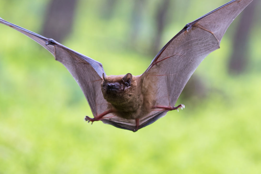 Foto einer Fledermaus im Kontext der Langzeituntersuchung